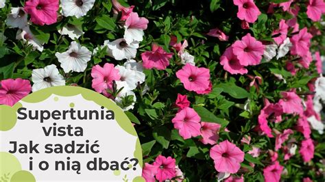 Supertunia Vista Jak O Ni Dba Jak Sadzi I Jak Piel Gnowa Super