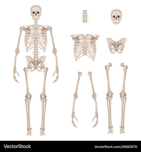 Human Skeleton Body Parts Skull Bones Hands Foot Vector Image