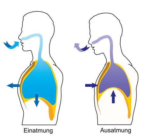 Atmung Lunge Coronavirus Arzt At