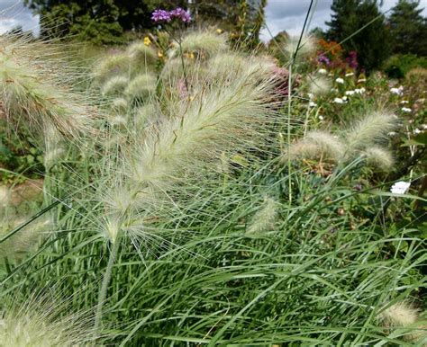 Australian Native Grasses List Identification Guide Ultimate Backyard