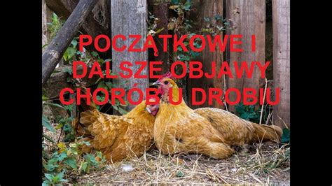 Odcinek 1079 PODSTAWOWE I DALSZE OBJAWY CHORÓB U KUR JAK NIE DOPUŚCIĆ