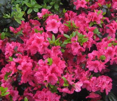 Rhododendron Girard Crimson Girard Hybrid Azalea From Pleasant Run Nursery