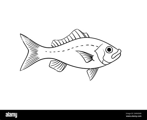 Red Snapper Fish Illustration In Vintage Naturalistic Style Vector