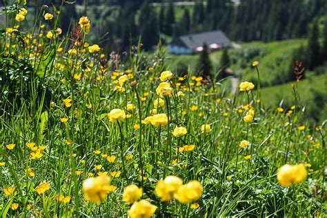 Wiese Gelbe Blumen Berg Kostenloses Foto Auf Pixabay Pixabay