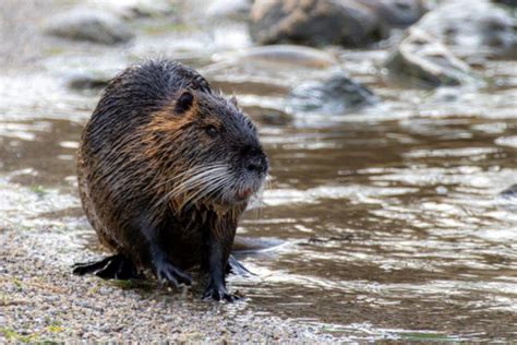 6 Fakta Nutria Tikus Besar Yang Ternyata Spesies Invasif