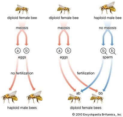 Sex Determination Flashcards Quizlet