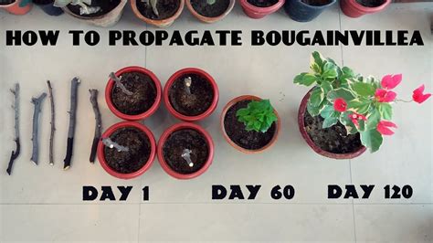 How To Propagate Bougainvillea From Cuttings Youtube