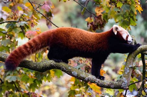 Red Panda 9gag