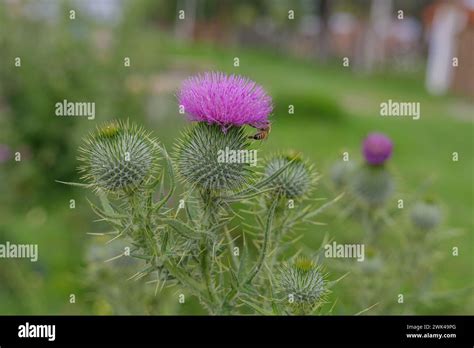 Spear Thistle Bull Thistle Or Common Thistle Cirsium Vulgare Stock