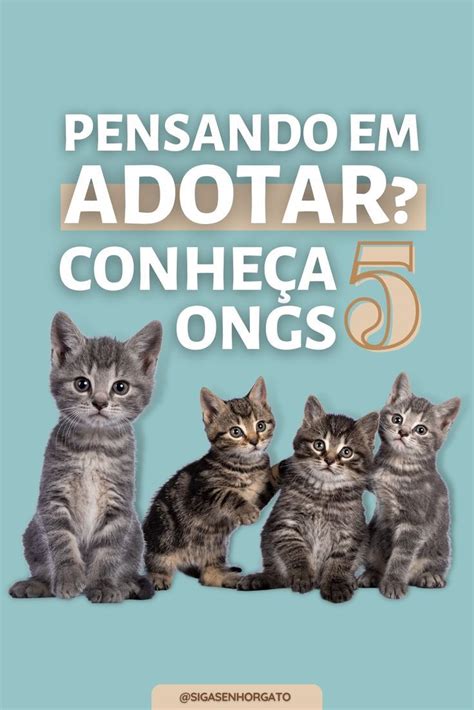 Pensando Em Adotar Um Gato Conhe A Ongs Ado O De Gatos Ado O