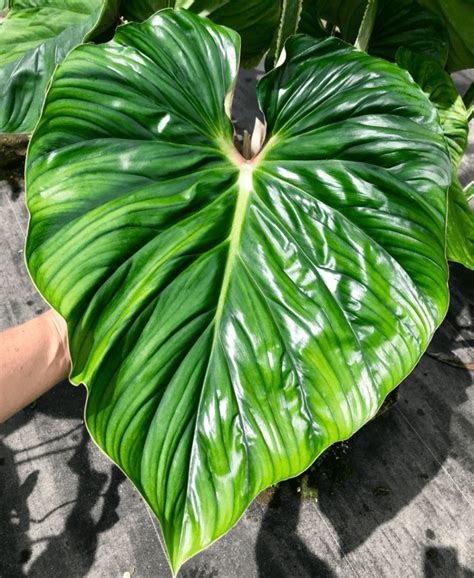 Rarest Philodendrons In The World A Guide To The Most Coveted Plants