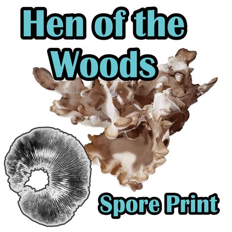 Hen Of The Woods Grifola Frondosa Spore Print Cloud Culture