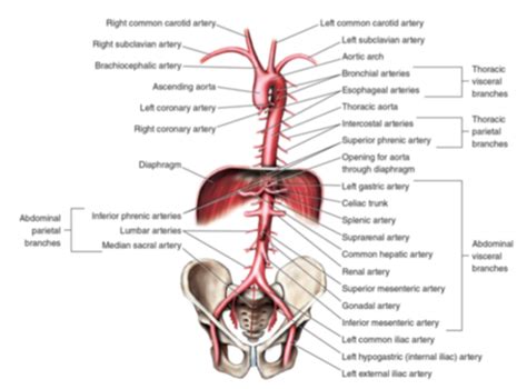 Arteries And Veins Of Thorax Trunk Abdomen Flashcards Quizlet