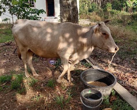 Lembu Betina Pets For Sale In Tumpat Kelantan