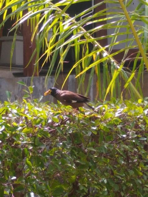 Common Myna From 26 25 Moo 7 Khuk Khak Khuekkhak Takua Pa District