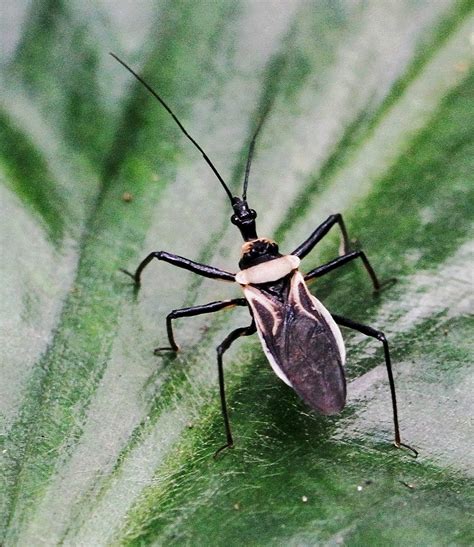 Assassin Bug Sycanus Sp Ghana 2018 Thank You For Your V Flickr