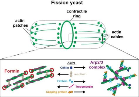 F Actin Network Sorting The Kovar Lab