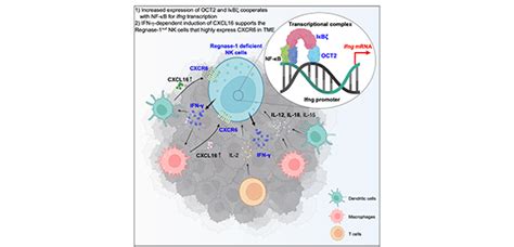 Pulling Out The Stops Deletion Of Regnase Promotes Anti Tumor