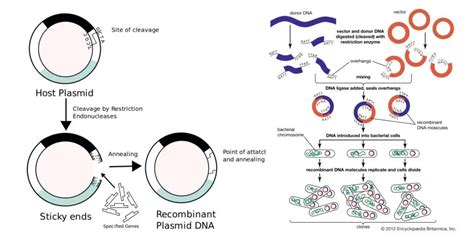 Recombinant Dna Technology Steps Application Tools And Limitations