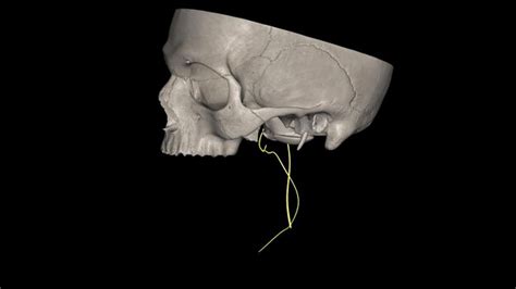 Premium Photo The Spinal Accessory Nerve Is A Purely Motor Entity It