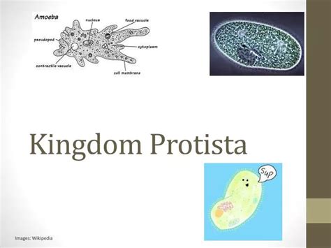 Ppt Kingdom Protista Powerpoint Presentation Free Download Id2668904