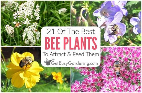 Attracting Native Bees To Your Garden Fasci Garden