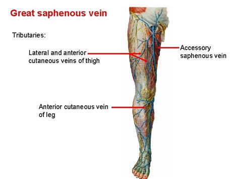 Venous And Lymphatic Drainage Of Lower Limb Dr