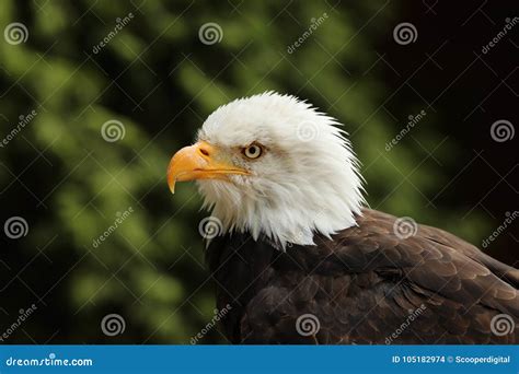 Portrait Of A Bald Eagle With Dark Green Background Stock Photo Image