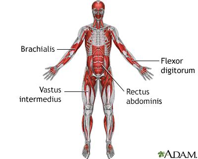 Muscle twitching Information | Mount Sinai - New York