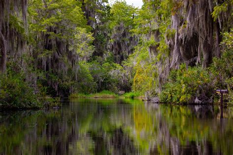 Plus De 5 Images De Okefenokee 늪 Et De Nature Pixabay