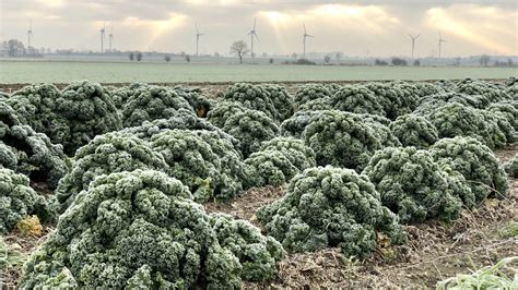 Grünkohl Heimisches Superfood hat jetzt Saison Landvolk