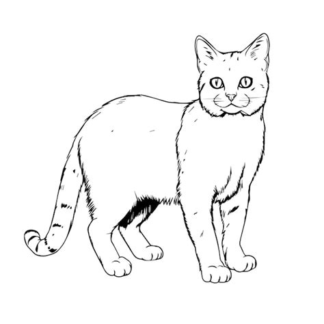 Ilustraci N De Contorno De Cuerpo Completo De Gato Dibujado A Mano De