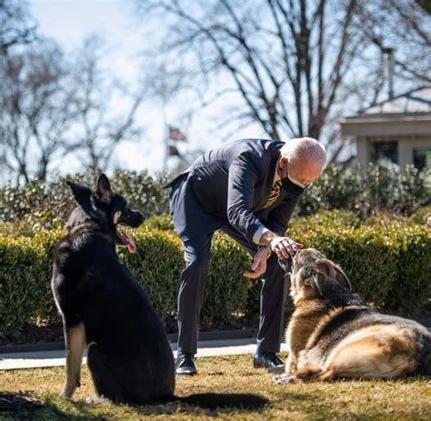 USA Joe Biden trauert um Schäferhund Champ WELT