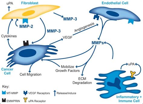 Biology And Chemistry Of Matrix Metalloproteinases MMPs