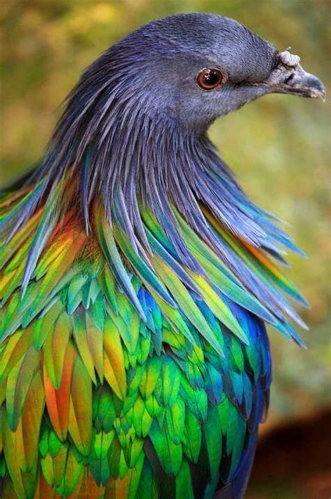 Nicobar pigeon - Alchetron, The Free Social Encyclopedia