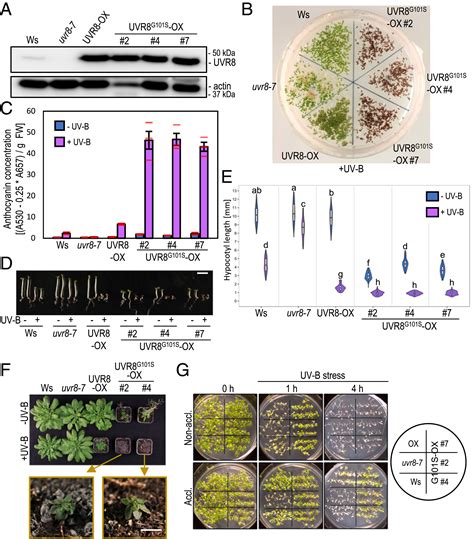 A Constitutively Monomeric Uvr8 Photoreceptor Confers Enhanced Uv B