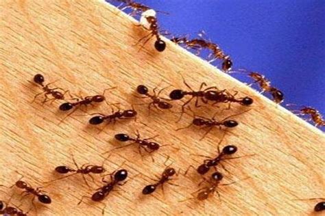 Home Remedies To Get Rid Of Ants The Statesman