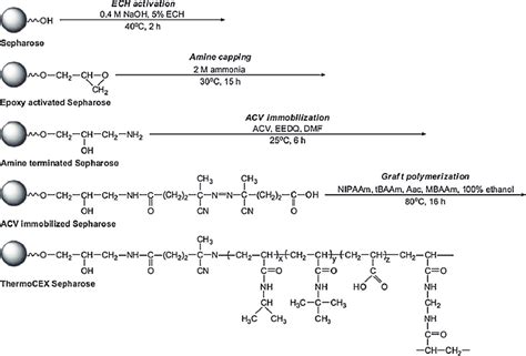 Schematic Illustration Of Steps Involved In Converting Sepharose Cl 6b Download Scientific