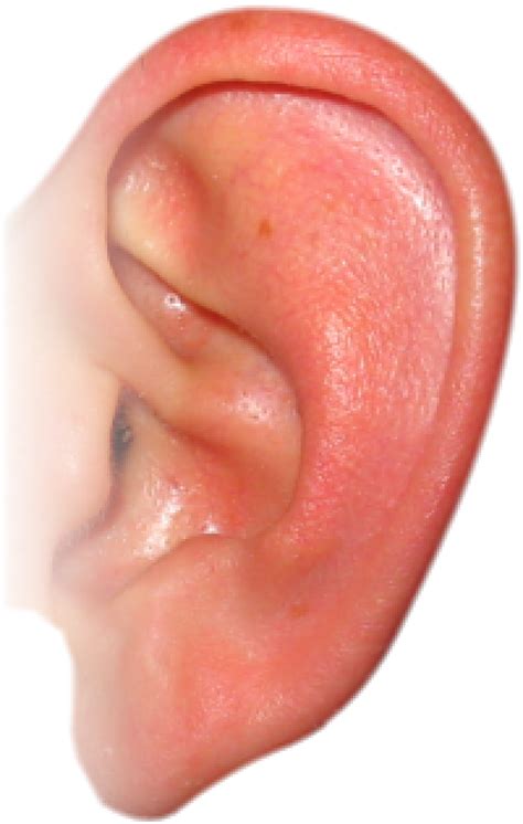 Ear Png Free Download 2 Png Images Download Ear Png Free Download 2