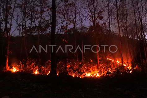 Hutan Jati Terbakar Antara Foto