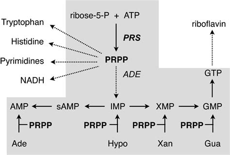 Phosphoribosyl Pyrophosphate Synthetase Activity Affects Growth And