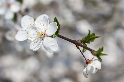 Kostenlose foto Baum Natur Ast blühen Weiß Frucht Blume