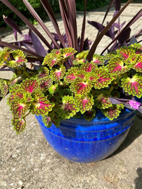 18 Spectacular Coleus Varieties For Sun Tips To Grow