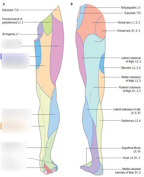 Cutaneous Le Innervation Diagram Quizlet