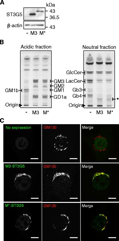 In Vivo Enzyme Activities And Subcellular Localization Of M3 St3g5 And Download Scientific