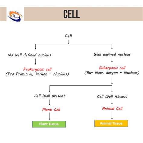 Class Biology Notes For Chapter Tissues And Important Points