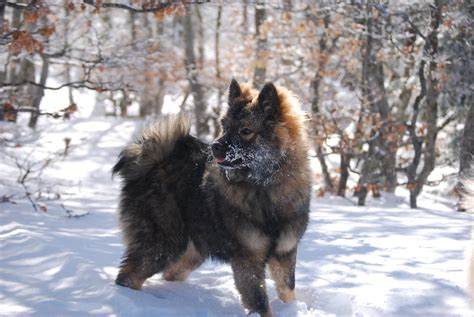 Baby Eurasier in snow by Imagimax on DeviantArt