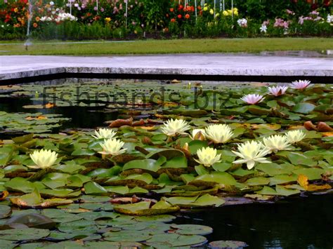 Fish pond plants guide and species