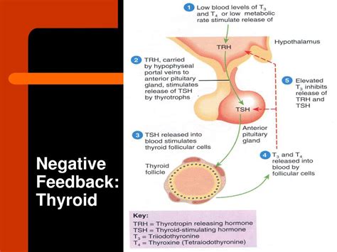 Ppt Chapter 11 Endocrine System Powerpoint Presentation Free