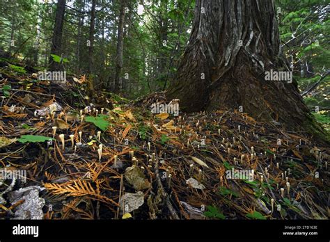 Mycorrhizal Fungi Growth Hi Res Stock Photography And Images Alamy